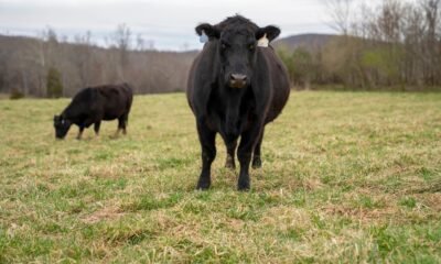 Red Angus cow