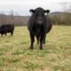 Red Angus cow