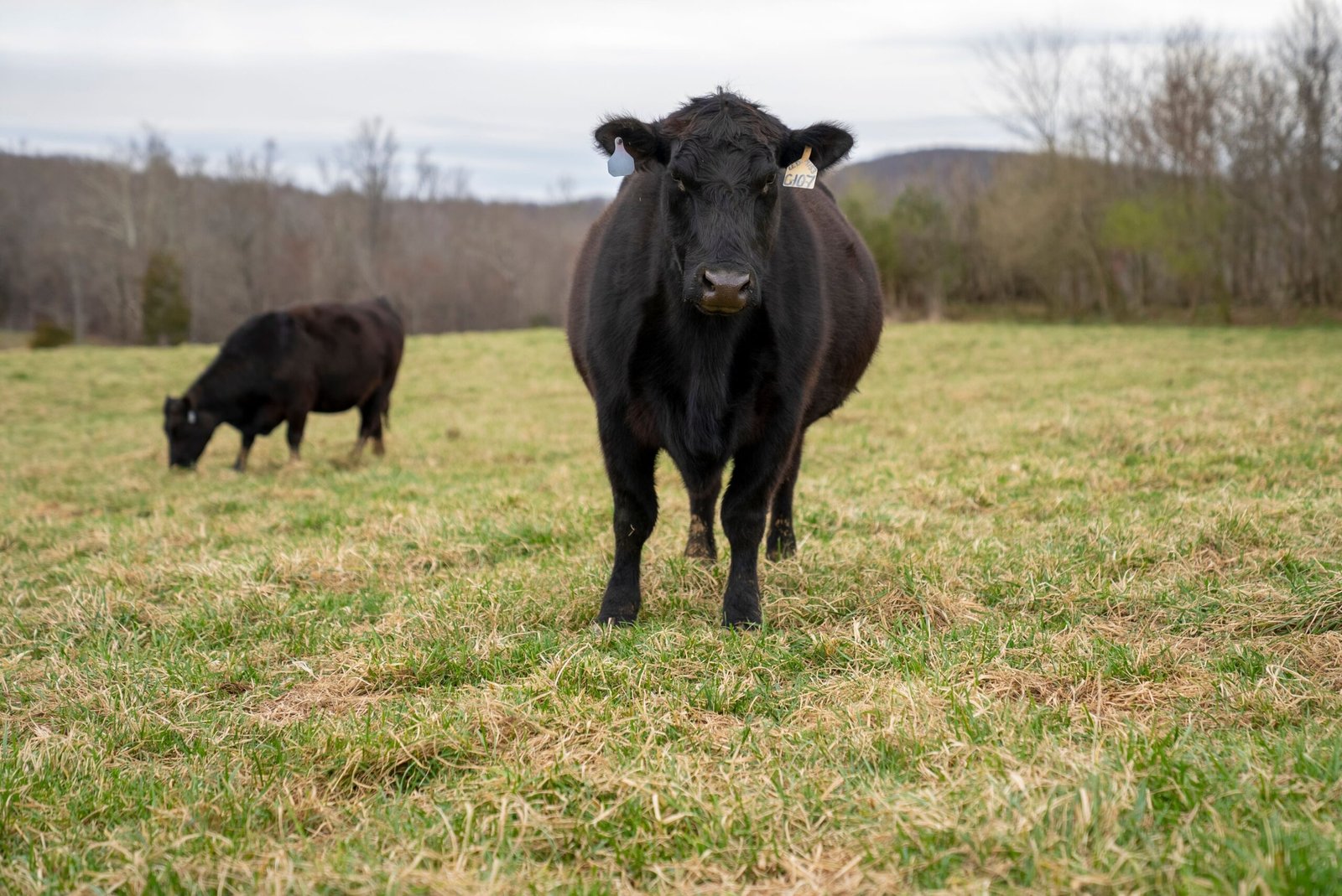 Red Angus cow